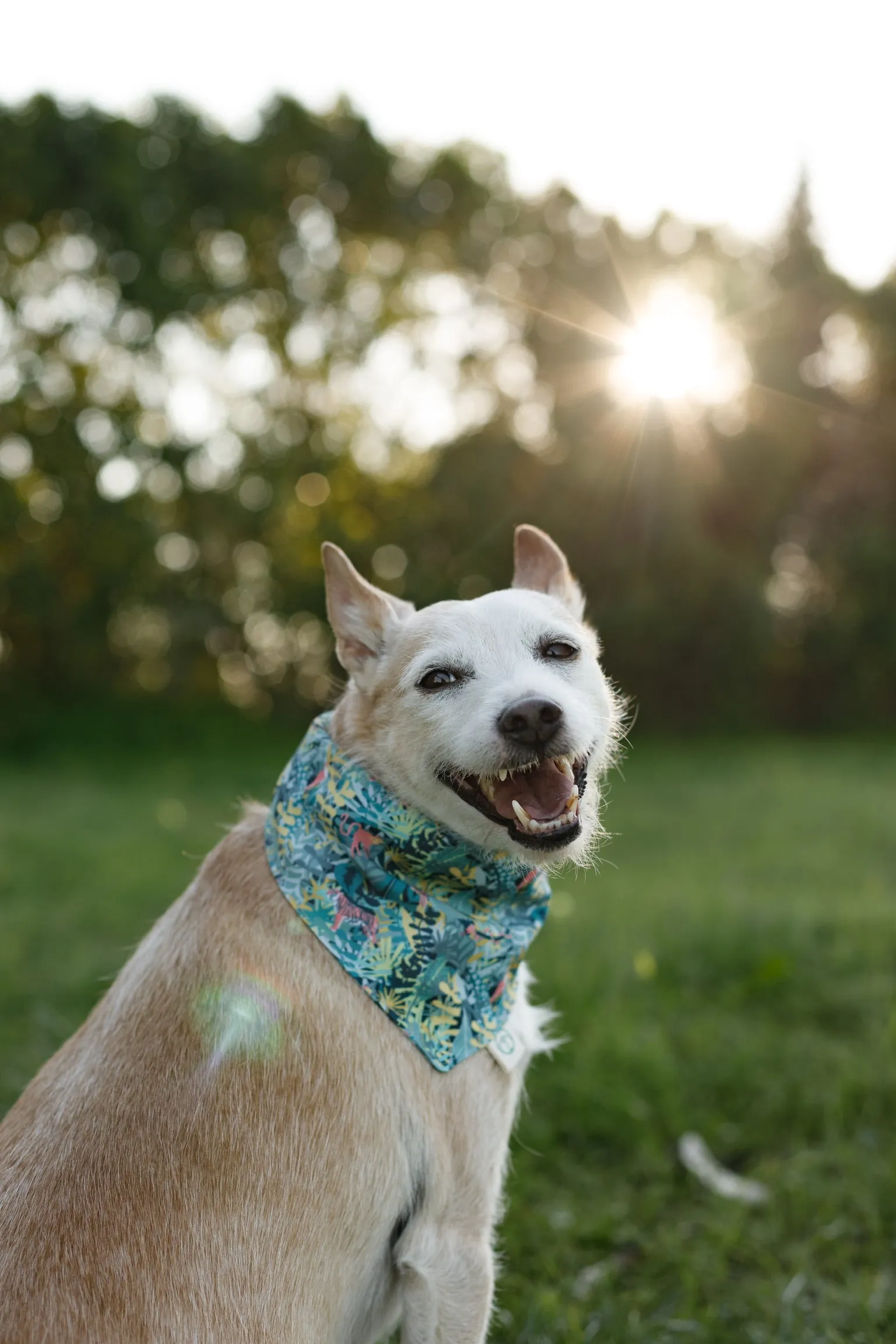 Bengala Bandana