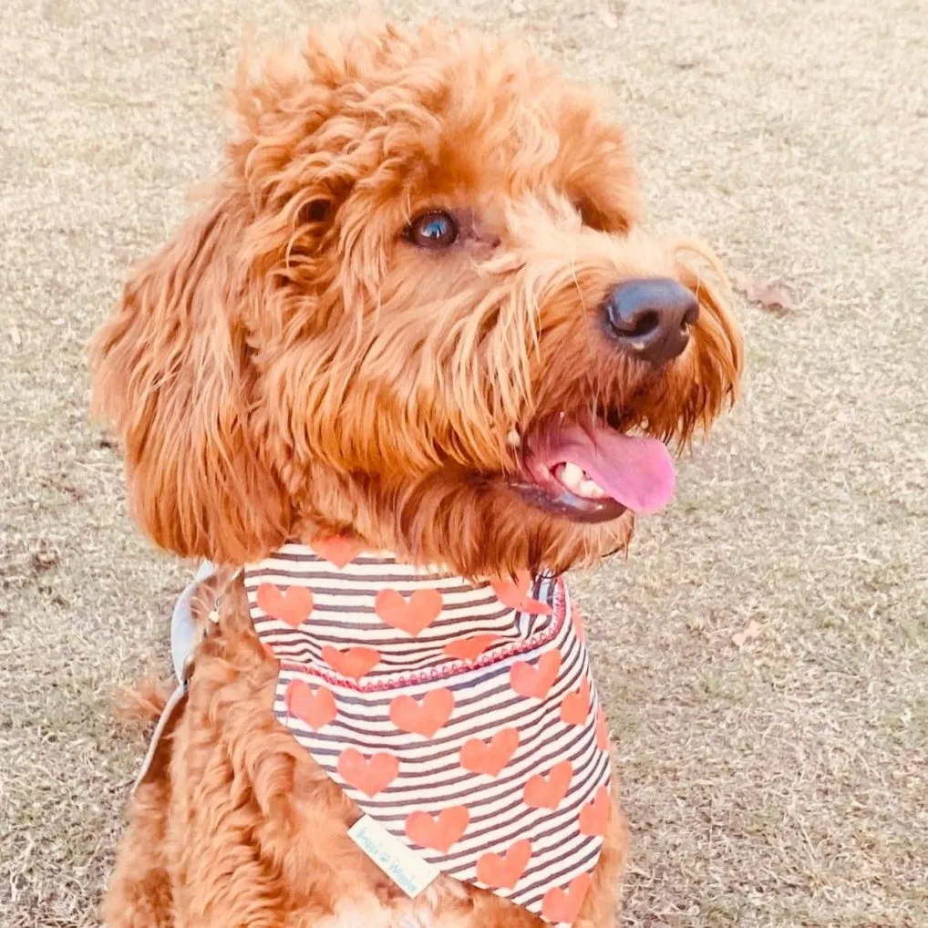 Black & White Stripe Valentine's Bandana with Red Heart