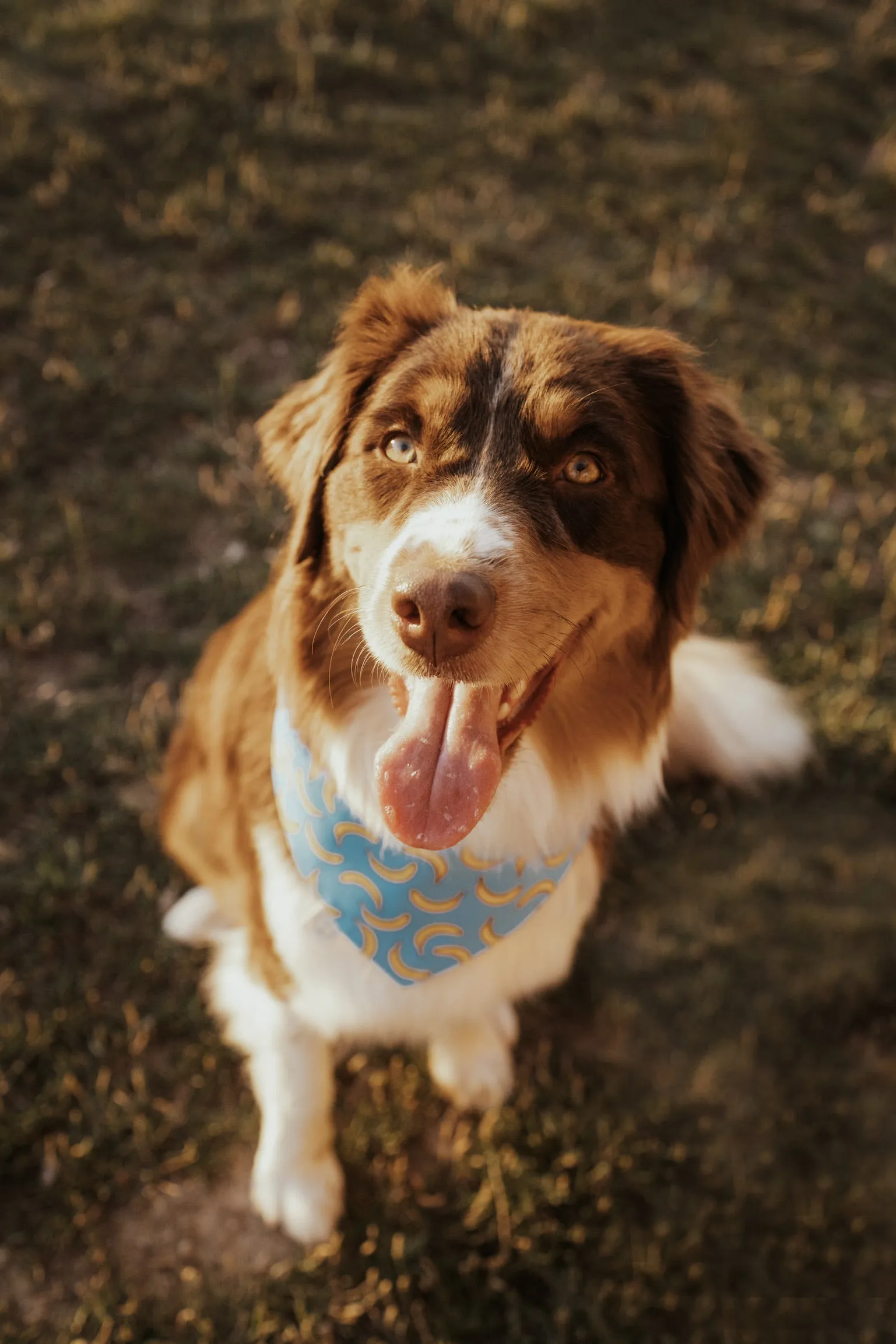 Funchal Bandana