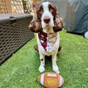 House Divided College Sports Dog Bandana - Show Your Teams