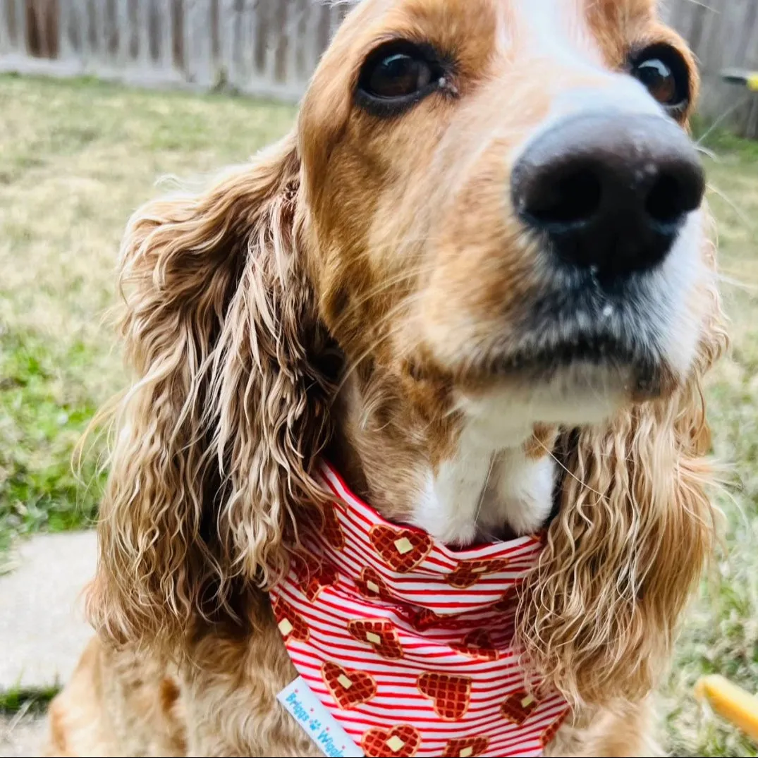 I Heart Waffles Dog Bandana - Everyday & Valentine's Style