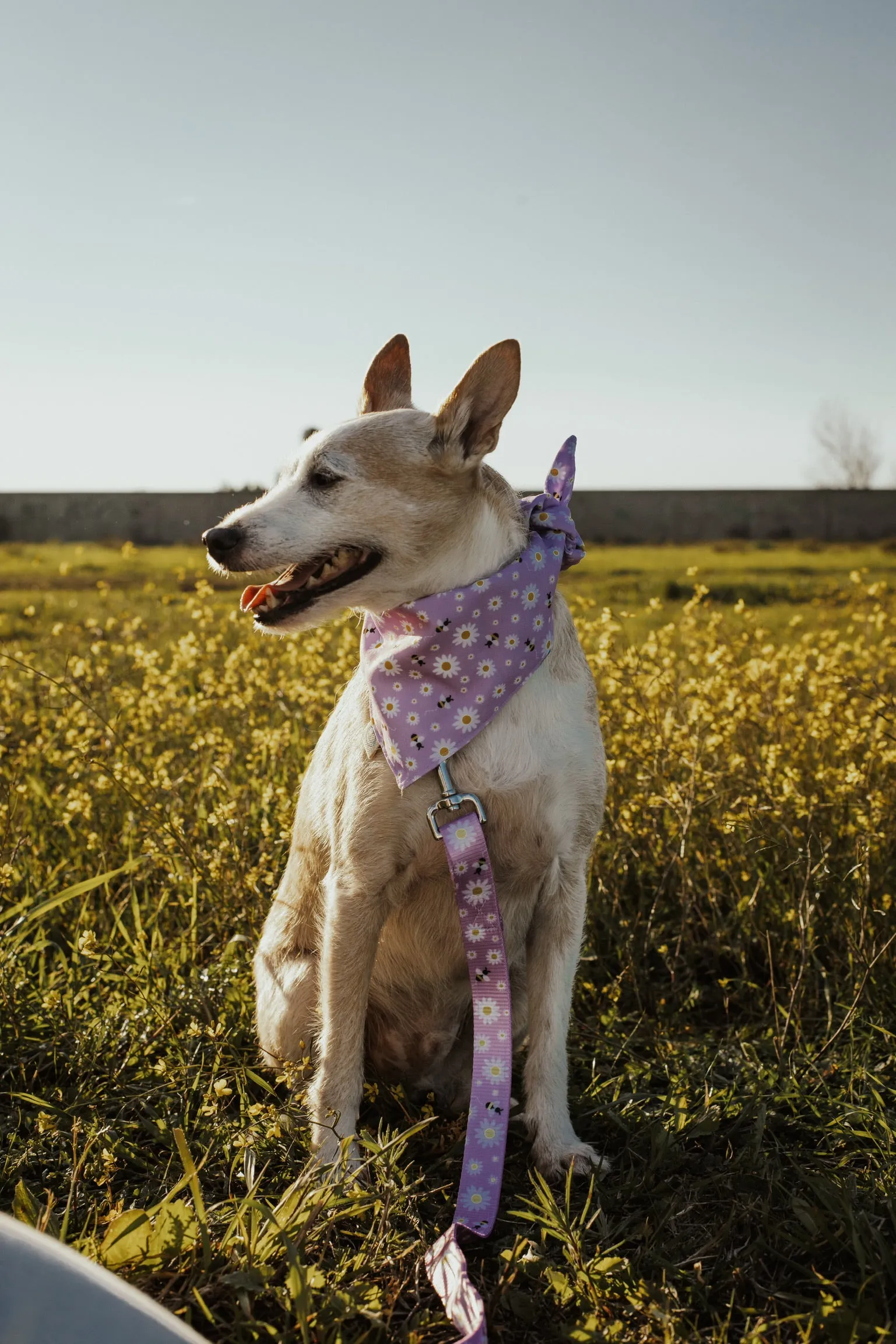 Kent Bandana