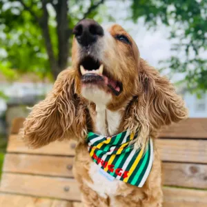 Masters Golf Dog Bandana