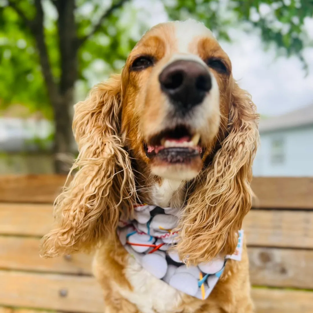 Masters Golf Dog Bandana