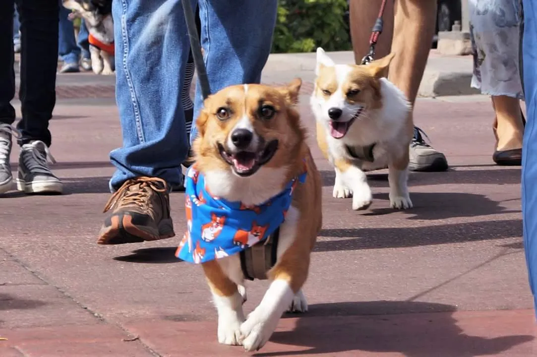 Pet Bandana: Fur-Momma & Me - Dog Or Cat