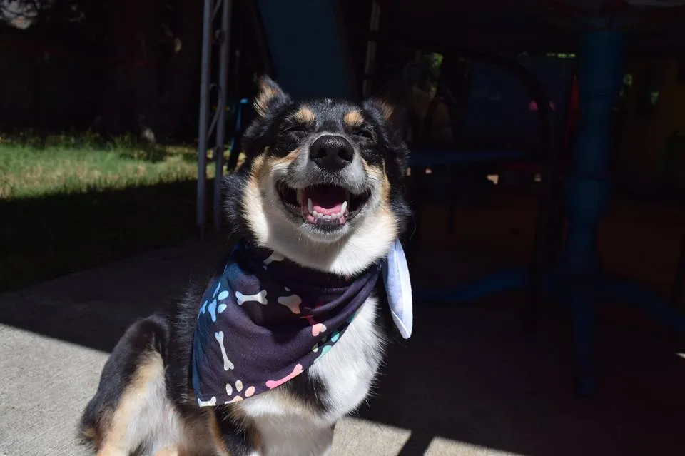 Pet Bandana: Fur-Momma & Me - Dog Or Cat