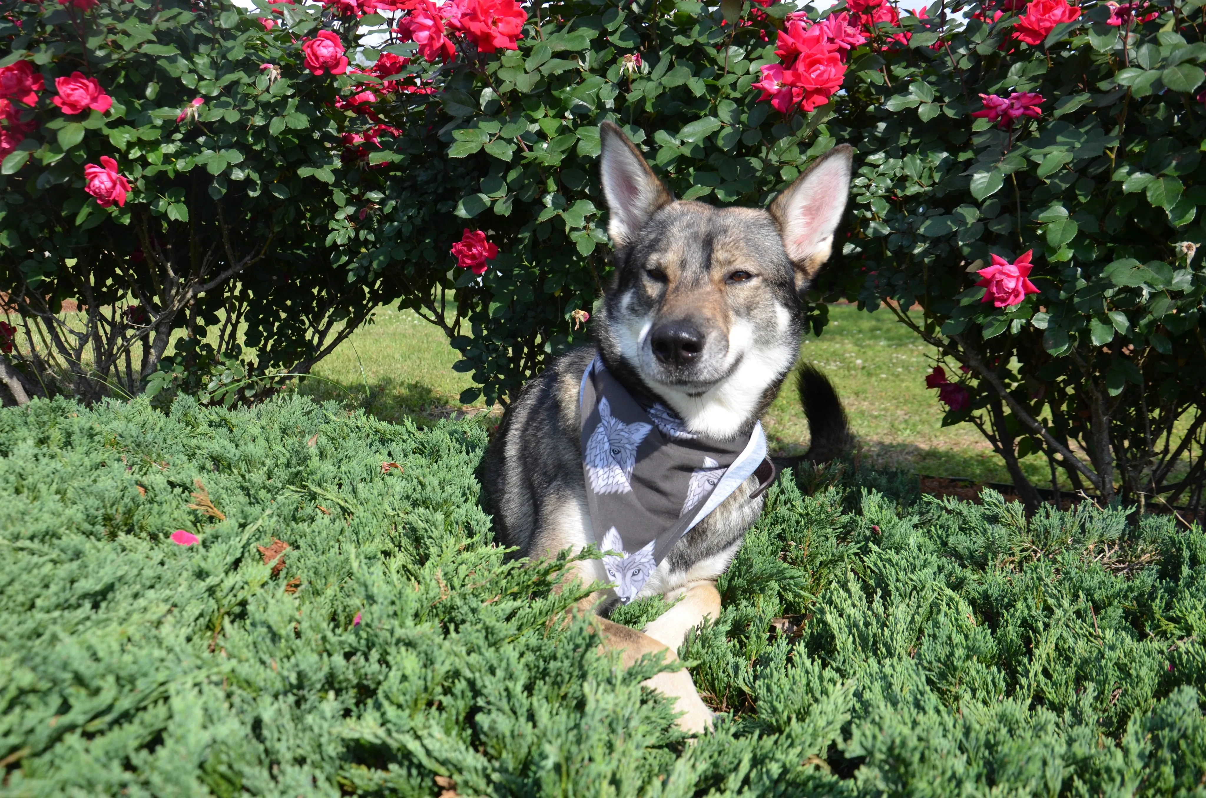 Pet Bandana: Fur-Momma & Me - Dog Or Cat