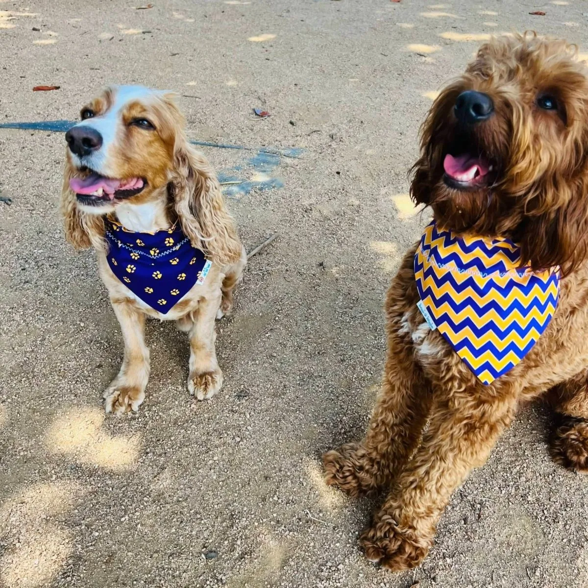 Purple and Gold Chevron Print Over the Collar Dog Bandana