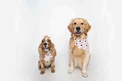 Purple and Orange Plaid Football Over the Collar Dog Bandana