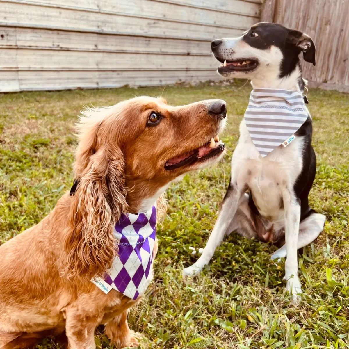 Purple and White Argyle Dog Bandana