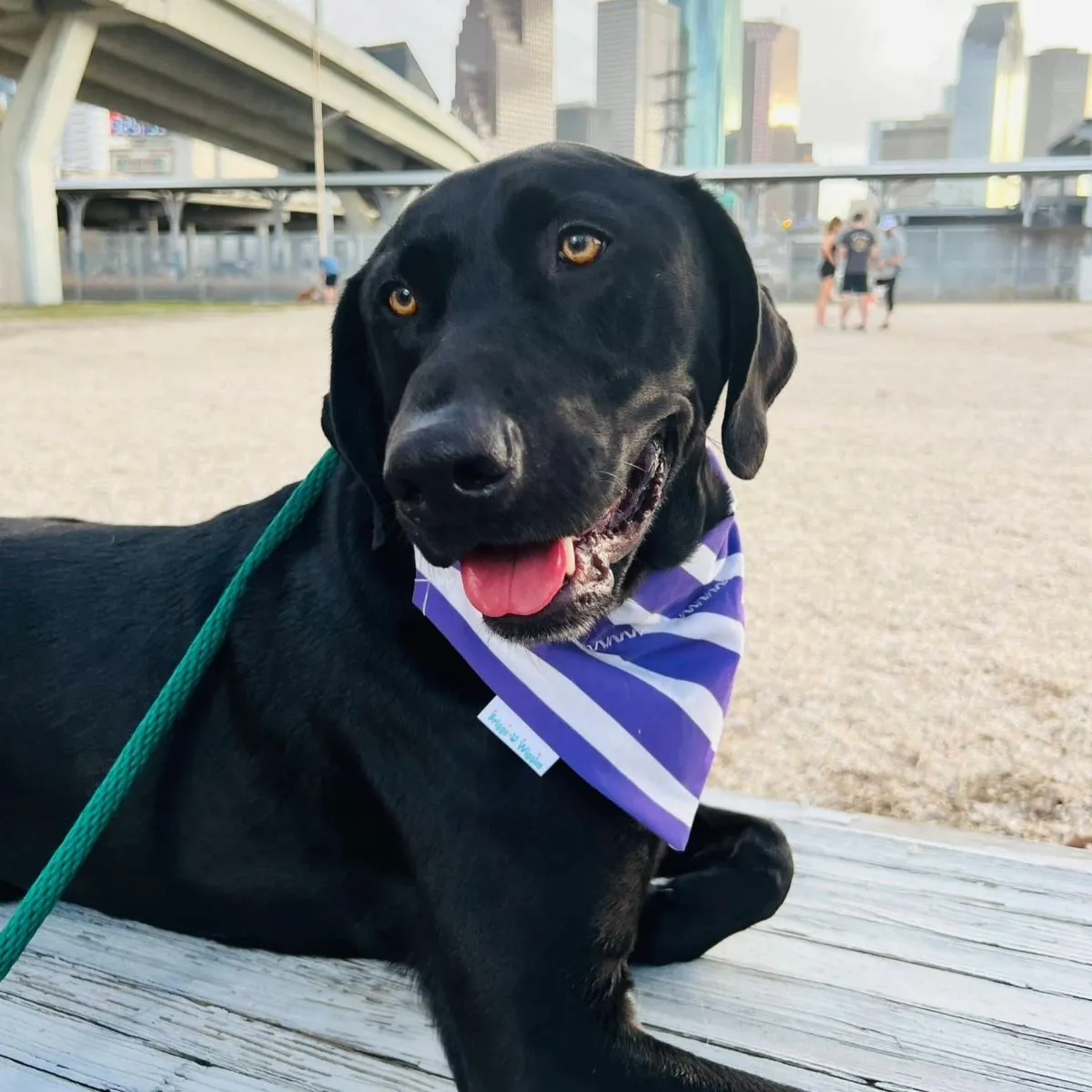 Purple and White Dog Bandana