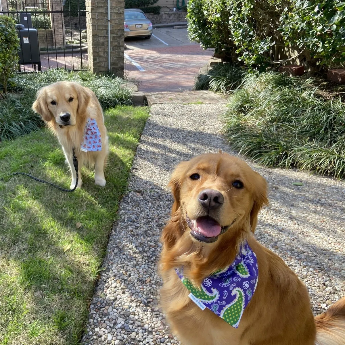 Purple Paisley & Plaid Dog Bandana