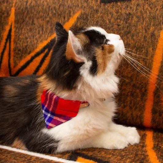 Shuka Red Cat Bandana