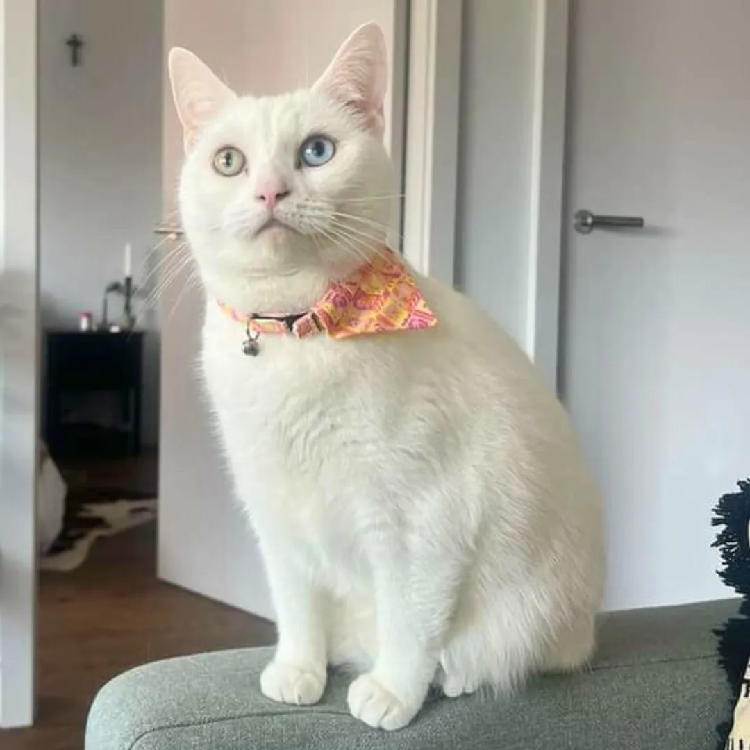 Summer Harvest Cat Bandana