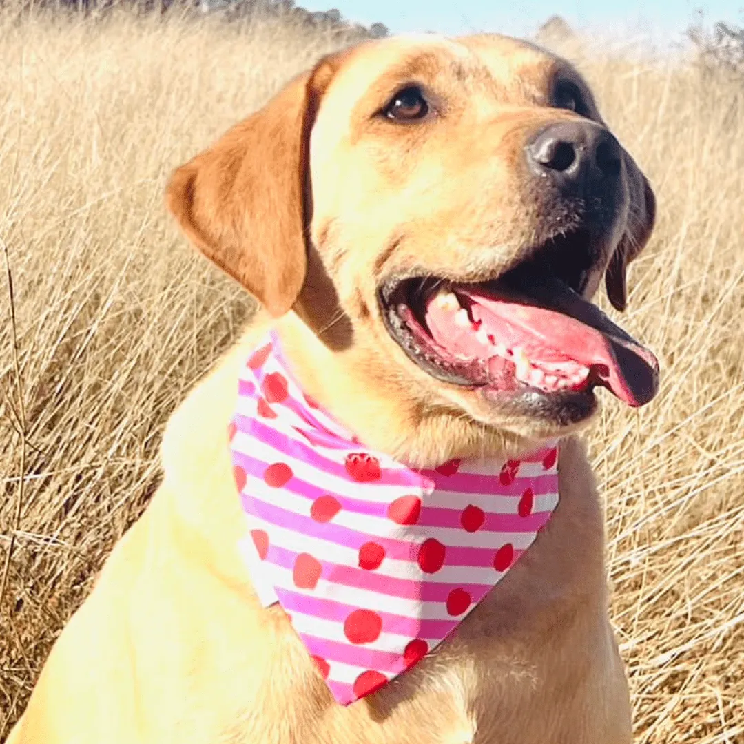 Sweetheart Stripes Valentine's Day Dog bandana - Pink & Red