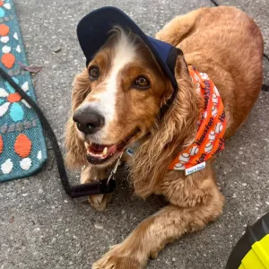 We Want Houston Baseball Dog Bandana