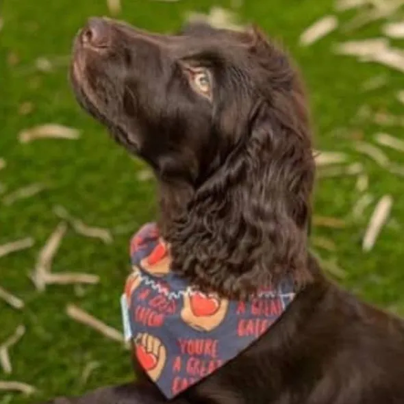 You're a Great Catch Dog Bandana - Valentine's & Baseball Fun